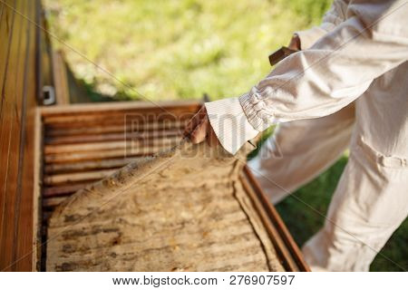Beekeeper In Suit Is Working At Apiary. Opening Wooden Beehive Apiculture Concept.