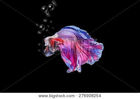 Siamese Fighting Fish Isolated On Black Background