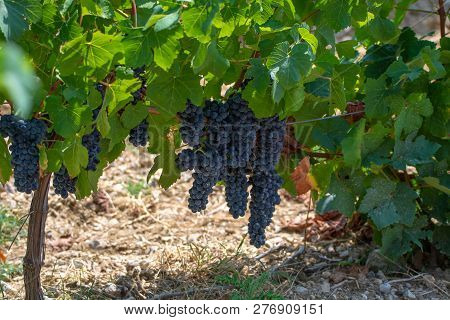 French Red  Aoc Wine Grapes Plant, New Harvest Of Wine Grape In France, Vaucluse, Gigondas Domain Or