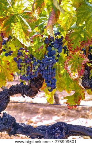 French Red And Rose Wine Grapes Plant, Growing On Ochre Mineral Soil, New Harvest Of Wine Grape In F