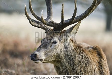 Stunning Red Deer Stag Cervus Elaphus With Majestic Antelrs In Autumn Fall Froest Landscape