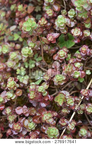 Crimson Stonecrop Fuldaglut Leaves - Latin Name - Sedum Spurium Fuldaglut