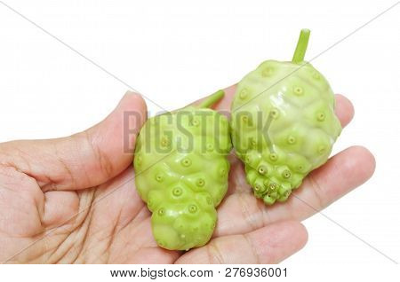 Vegetable And Herb, Hand Holding Fresh Noni, Morinda Citrifolia, Great Morinda, Indian Mulberry, Bea