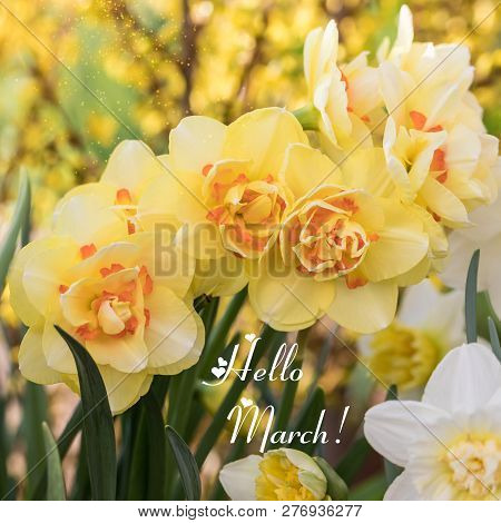 Blooming White And Yellow Daffodils. Selective Focus. Spring Postcard Concept Or Background, Toned