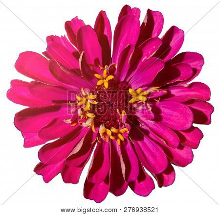 Zinniared Flower Pink Flower Purple Dahlia Koton Isolated