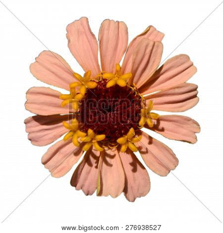 Zinniared Flower Pink Flower Purple Dahlia Koton Isolated