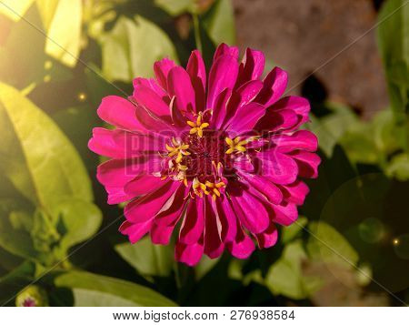 Zinniared Flower Pink Flower Purple Dahlia Koton In The Glare Of Light