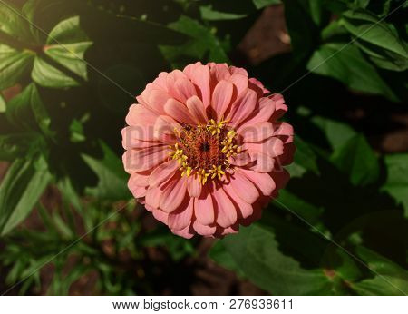 Zinniared Flower Pink Dahlia Koton  In The Glare Of Light