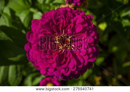 Zinniared Flower Pink Flower Purple Dahlia Koton