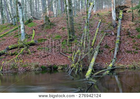 Mossy Tree Trunk. Overgrown Trunk Of A Deciduous Tree.