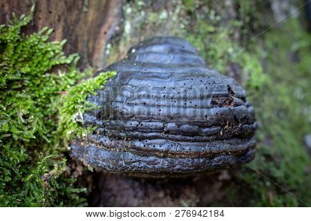 Forest Huba On The Trunk Of A Tree. Mushrooms, Parasites In The Forest.