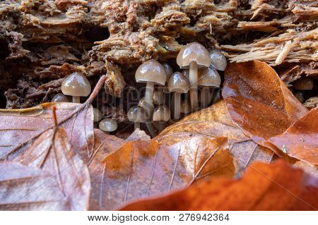 Poisonous Mushrooms Growing In Moss On A Tree Trunk. Small Mushrooms With Gills On The Background Of