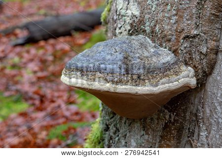 Forest Huba On The Trunk Of A Tree. Mushrooms, Parasites In The Forest. Season Of The Autumn.