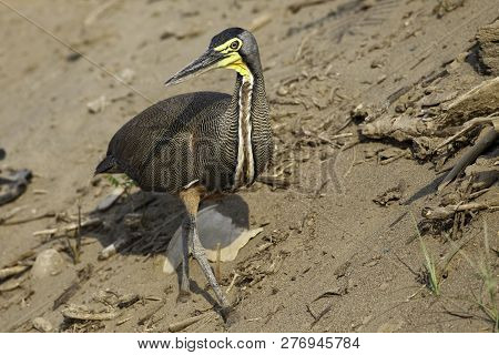 View Of A Bare-throated Tiger Heron, Tigrisoma Mexicanum