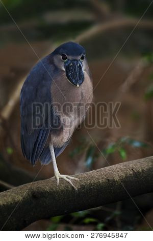 View Of A Boat-blled Heron, Cochlearius Cochlearius Resting