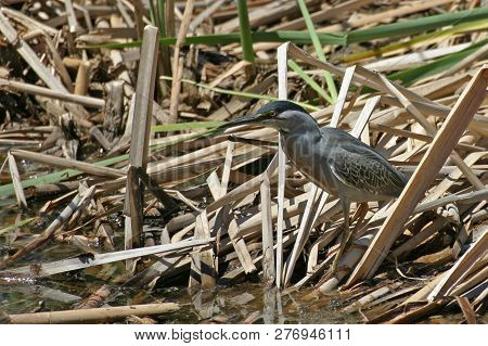 A Striated Heron, Butorides Striata, In Reeds
