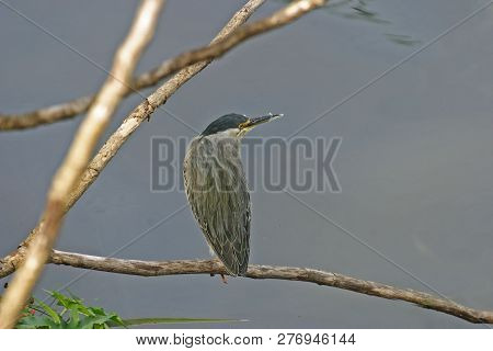 A Striated Heron, Butorides Striata, On Branch