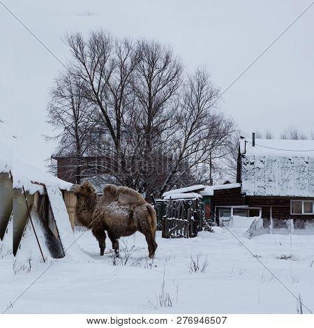 Two-humped Camel In The Snow Covered Village