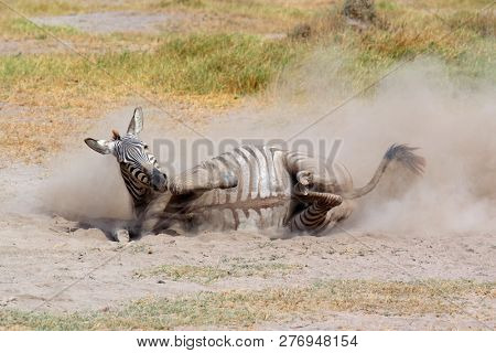 A plains zebra (Equus burchelli) rolling in dust, Amboseli National Park, Kenya