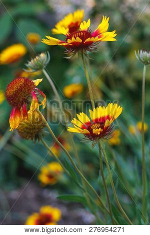 Beautiful Bright Yellow Flower Rudbeckia On  Blooming Green Meadow