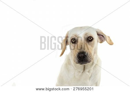 Close Up Of A Sad  Or Scary Dog Face, With Yellow Eyes And Flapping Ears. Isolated Against White Bac