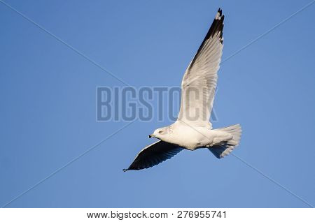 Ring-billed Gull Flying In A Blue Sky