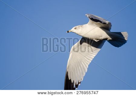 Ring-billed Gull Flying In A Blue Sky