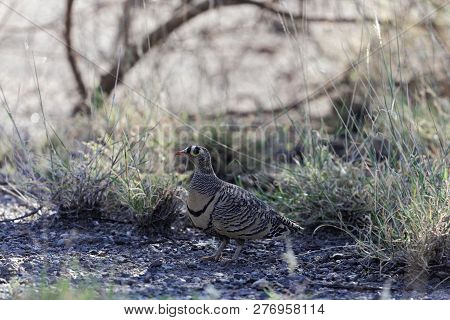 Lichtensteins Sandgrouse (pterocles Lichtensteinii)