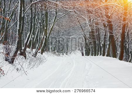 Silence On A Winter Road In The Forest. Lots Of Snow In Winter Time