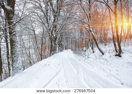 Silence On A Winter Road In The Forest. Lots Of Snow In Winter Time