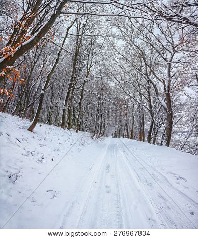 Silence On A Winter Road In The Forest. Lots Of Snow In Winter Time