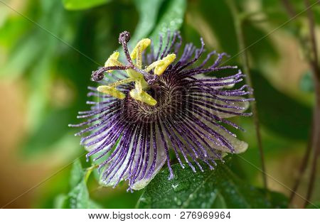 Passiflora Violetta. Big Bright Passionflower With Water Drops