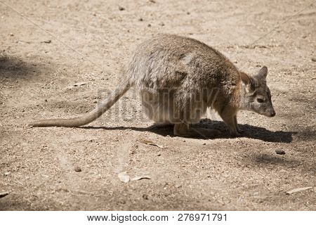The Red Necked Pademelon Has A Joey In Her Pouch