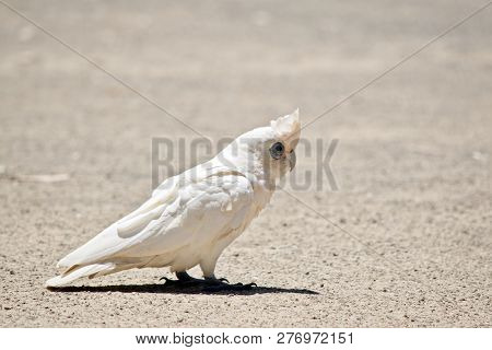 The Little Corella Is Eating Seeds Off The Ground