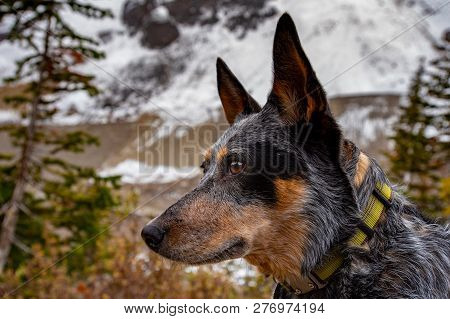 Blue Heeler Dog Hiking The Lake Louise Area And Plain Of The 6 Glaciers In Banf National Park Albert