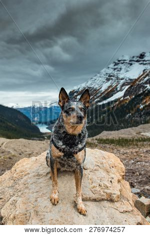 Hiking Dog