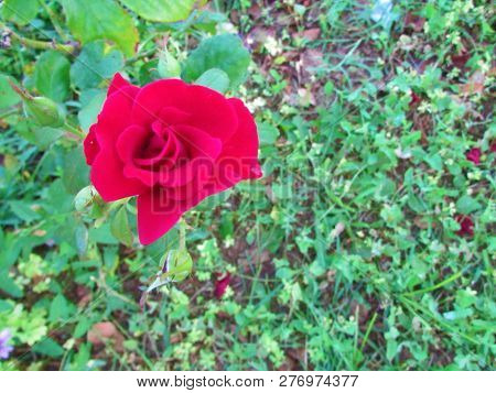 Red Rose In The Tree. Flower Red Rose In Garden.