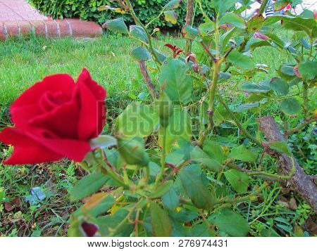 Red Rose Flower In The Garden, Summer.