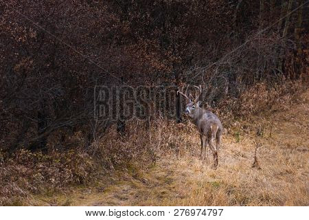 White-tailed Deer
