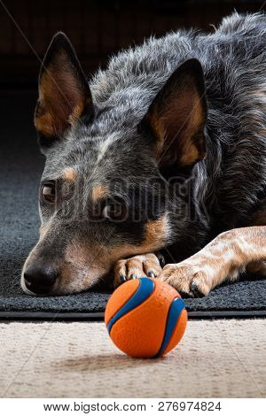 Studio Portrait Of A Beautiful Tri-coloured Blue Heeler Dog