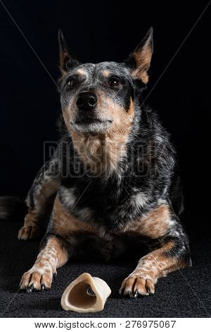 Studio Portrait Of A Beautiful Tri-coloured Blue Heeler Dog