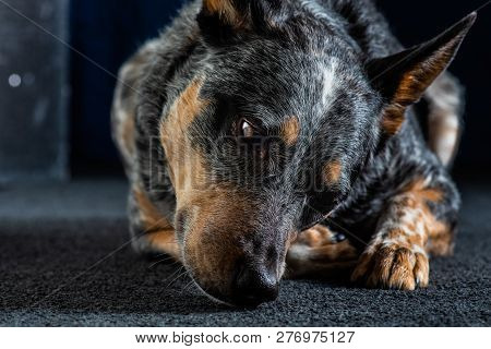 Studio Portrait Of A Beautiful Tri-coloured Blue Heeler Dog