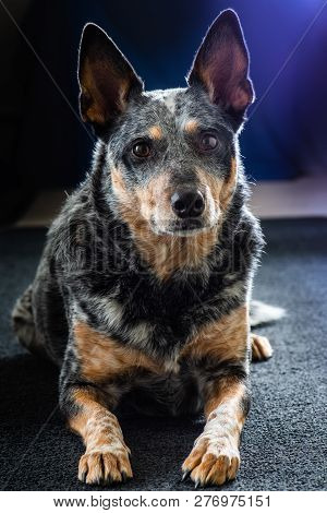 Studio Portrait Of A Beautiful Tri-coloured Blue Heeler Dog