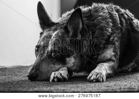 Studio Portrait Of A Beautiful Tri-coloured Blue Heeler Dog