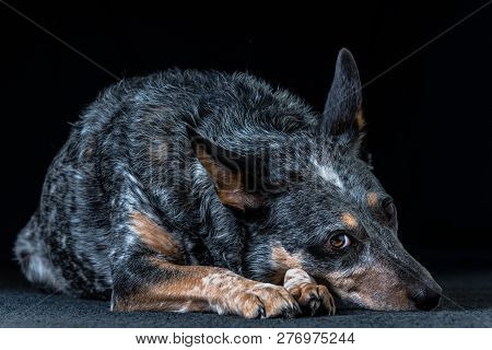 Studio Portrait Of A Beautiful Tri-coloured Blue Heeler Dog