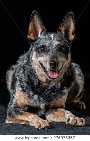 Studio Portrait Of A Beautiful Tri-coloured Blue Heeler Dog