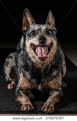 Studio Portrait Of A Beautiful Tri-coloured Blue Heeler Dog