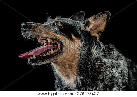 Studio Portrait Of A Beautiful Tri-coloured Blue Heeler Dog