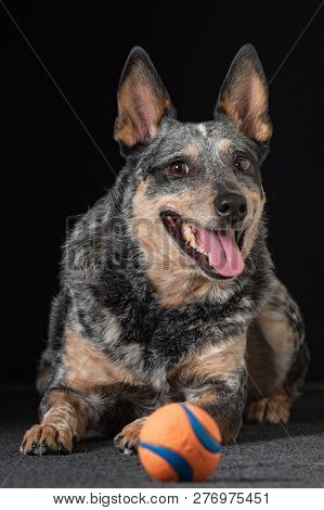 Studio Portrait Of A Beautiful Tri-coloured Blue Heeler Dog