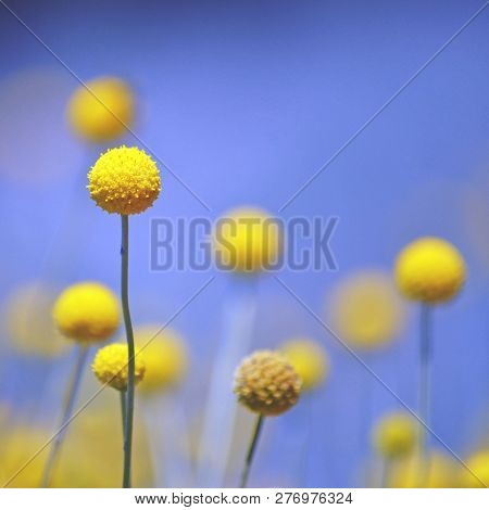 Australian Native Yellow Billy Button Flowers Under A Blue Sky, Craspedia Glauca, Daisy Family Aster